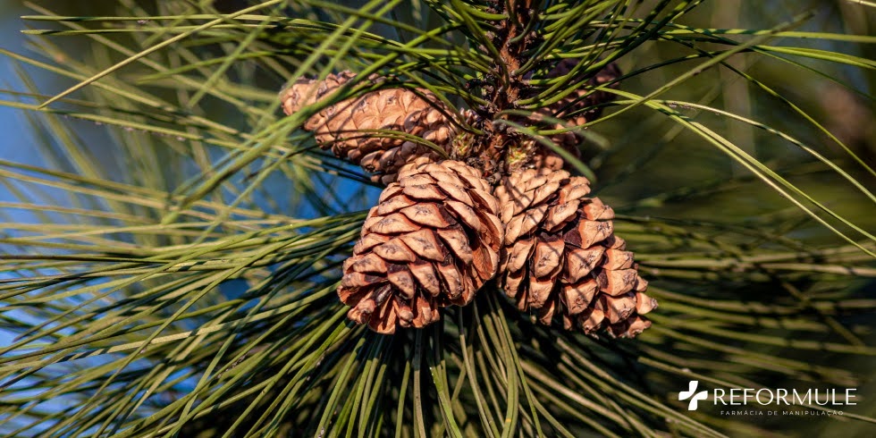 Picnogenol: O Antioxidante Poderoso Para Pele e Coração